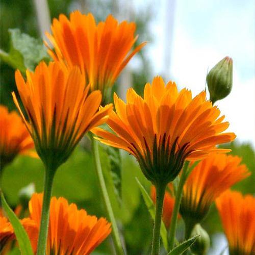 Calendula Officinalis, English Marigold - Image 4