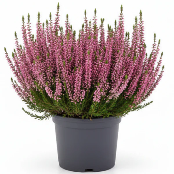 Calluna Vulgaris, Summer Heather - Image 2