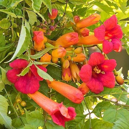 Campsis Radicans, Trumpet Vine - Image 3