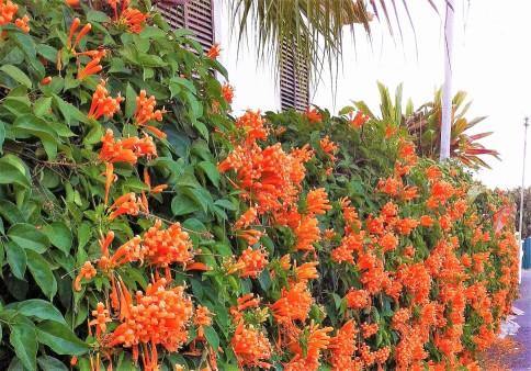 Campsis Radicans, Trumpet Vine - Image 4