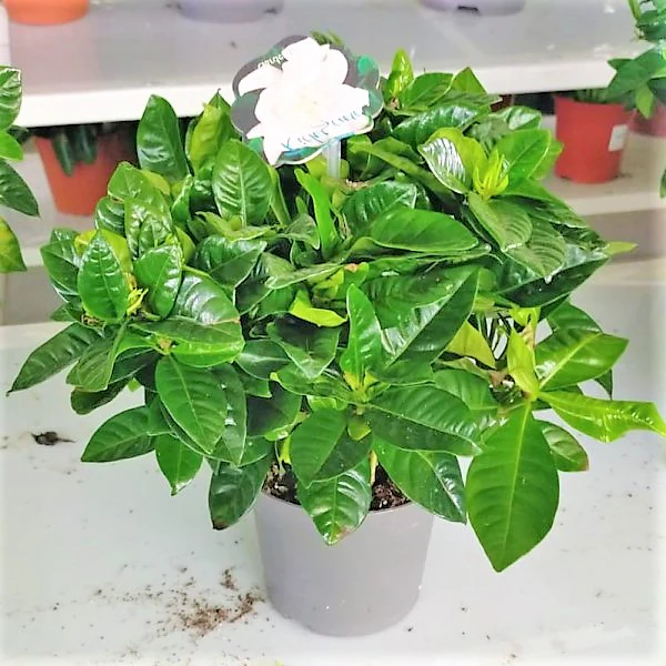 Cape Jasmine, Gardenia Jasminoides, indoor - Image 3