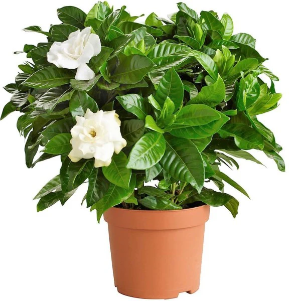 Cape Jasmine, Gardenia Jasminoides, indoor - Image 4