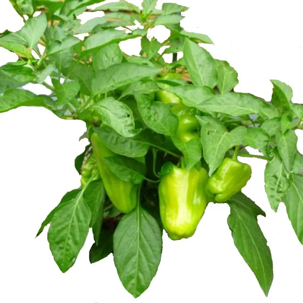 Capsicum Plant, Bell Pepper, Red Pepper - Image 2