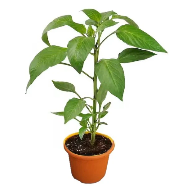 Capsicum Plant, Bell Pepper, Red Pepper - Image 3