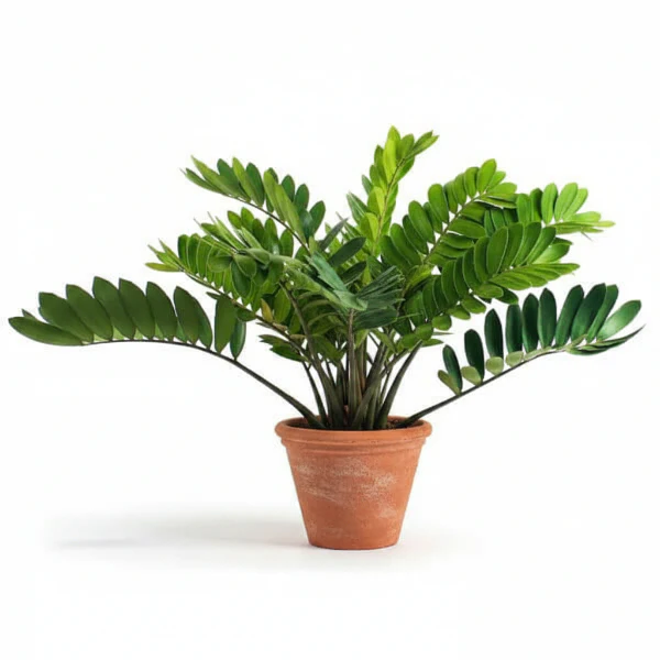 Cardboard Palm, Zamia Furfuracea