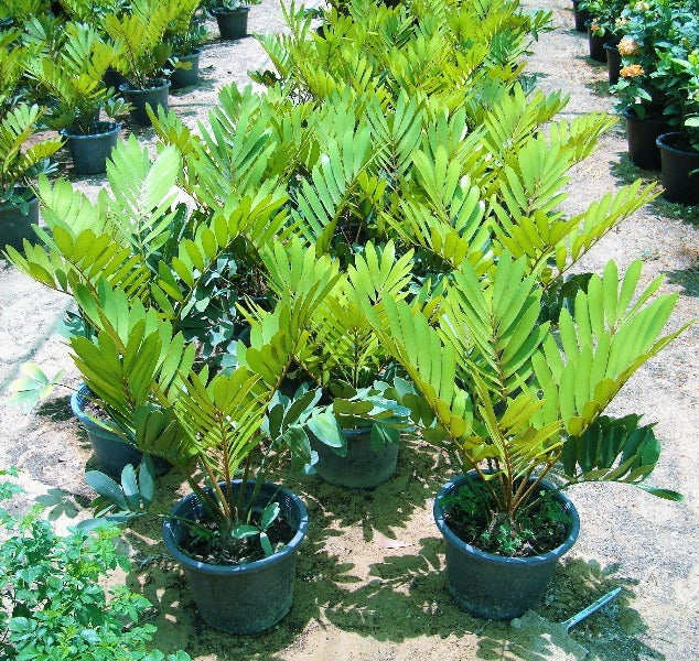 Cardboard Palm, Zamia Furfuracea - Image 2