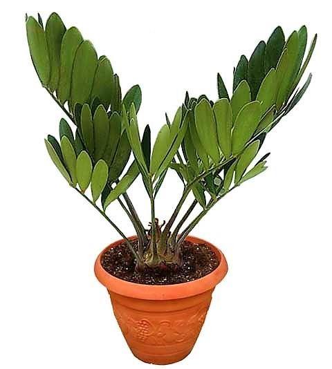 Cardboard Palm, Zamia Furfuracea - Image 3