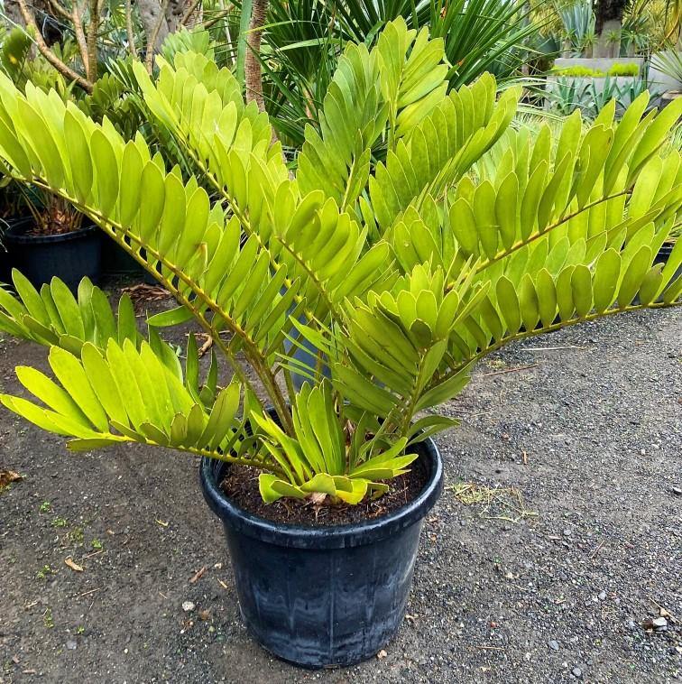 Cardboard Palm, Zamia Furfuracea - Image 4