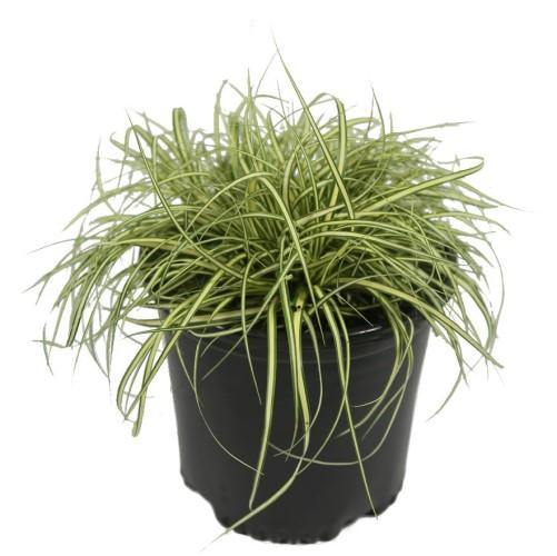 Carex Hachjioensis, EverGold - Image 2
