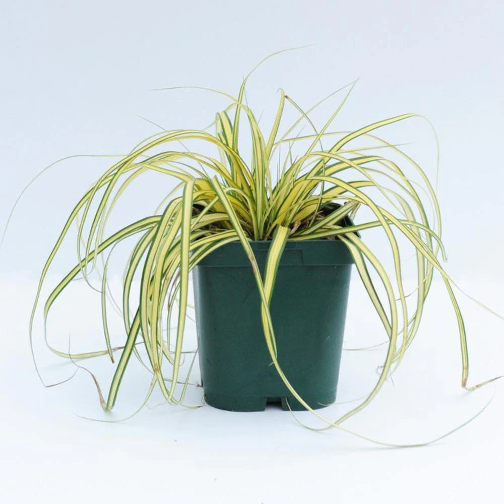 Carex Hachjioensis, EverGold - Image 3