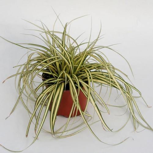 Carex Hachjioensis, EverGold - Image 4
