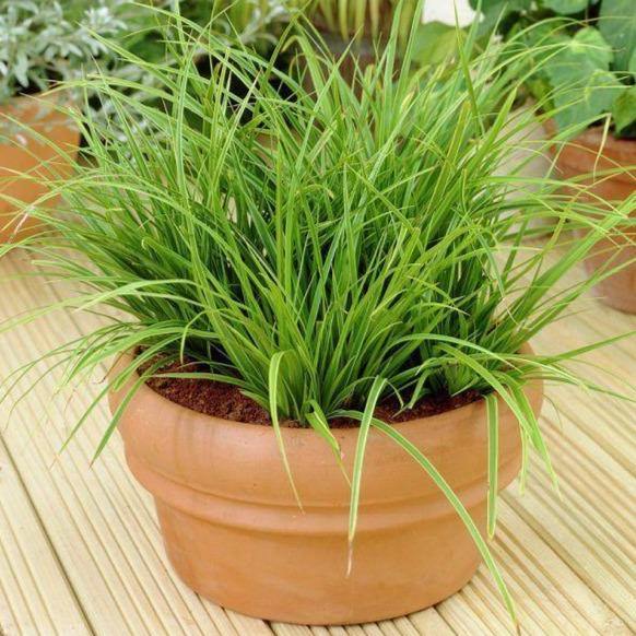 Carex Hachjioensis, EverGold - Image 5