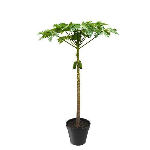 Papaya Tree, Carica Papaya, شجرة البابايا - Image 2