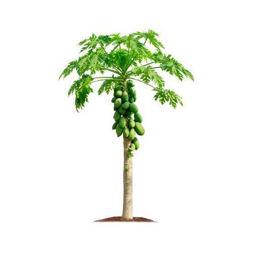 Papaya Tree, Carica Papaya, شجرة البابايا - Image 3