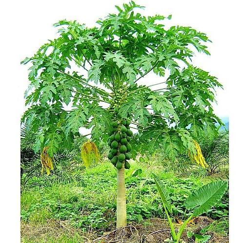 Papaya Tree, Carica Papaya, شجرة البابايا - Image 4