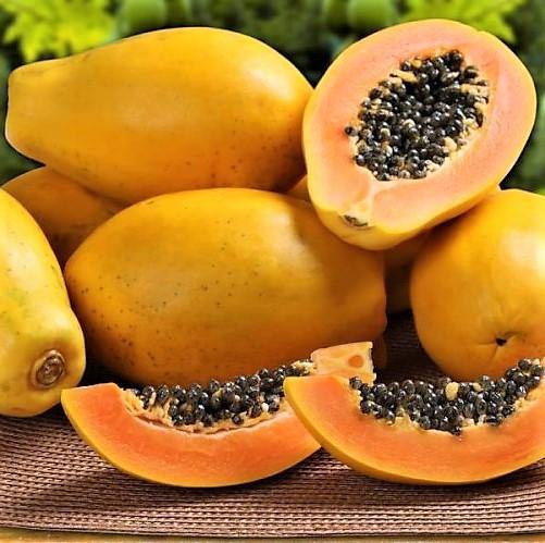 Papaya Tree, Carica Papaya, شجرة البابايا - Image 5