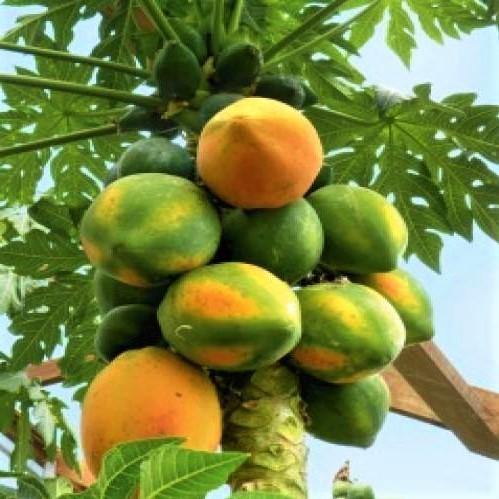 Papaya Tree, Carica Papaya, شجرة البابايا - Image 6