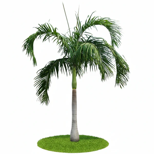 Carpentaria Palm, Carpentaria Acuminata
