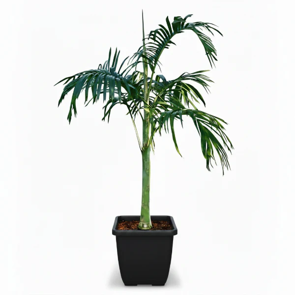 Carpentaria Palm, Carpentaria Acuminata - Image 2
