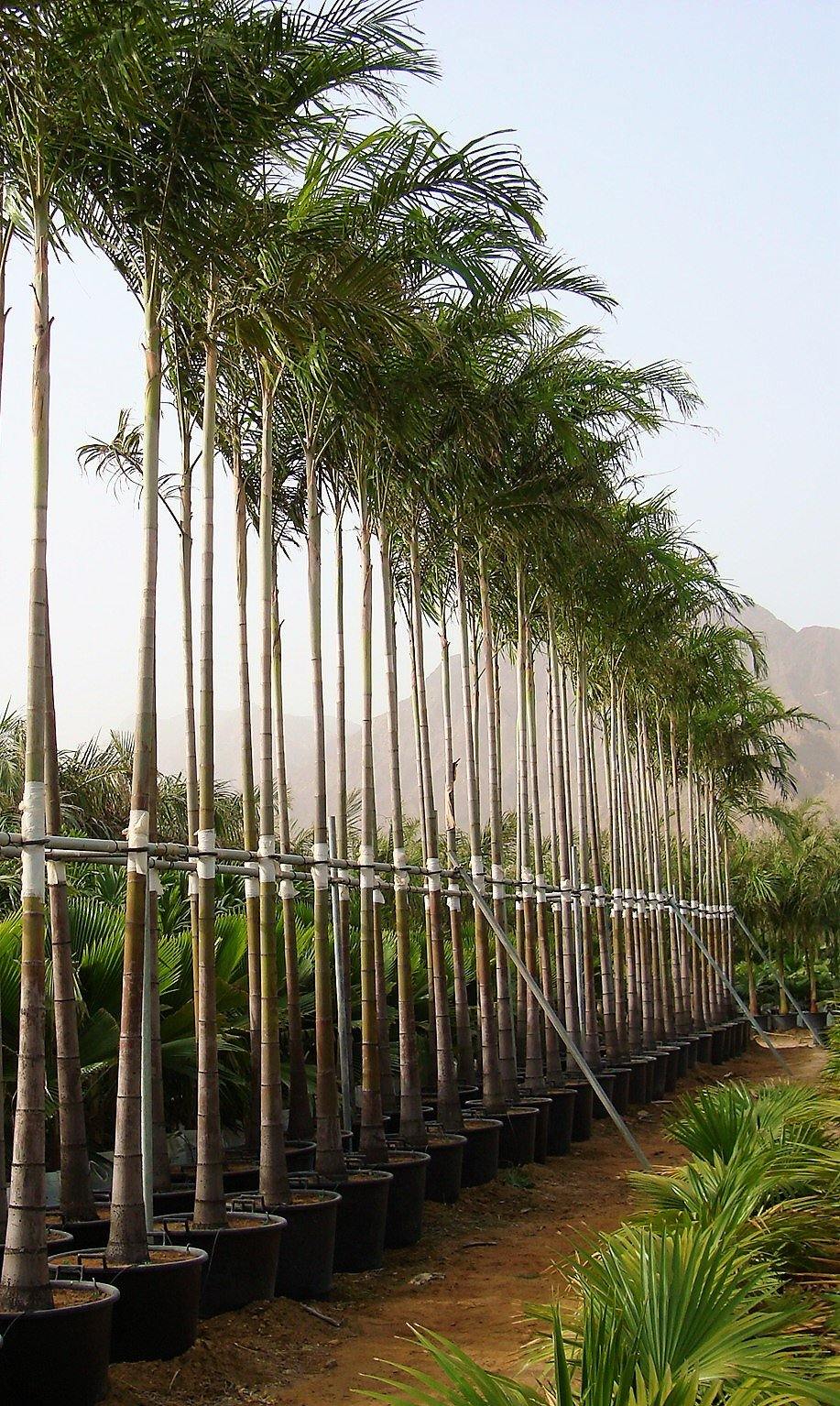 Carpentaria Palm, Carpentaria Acuminata - Image 3
