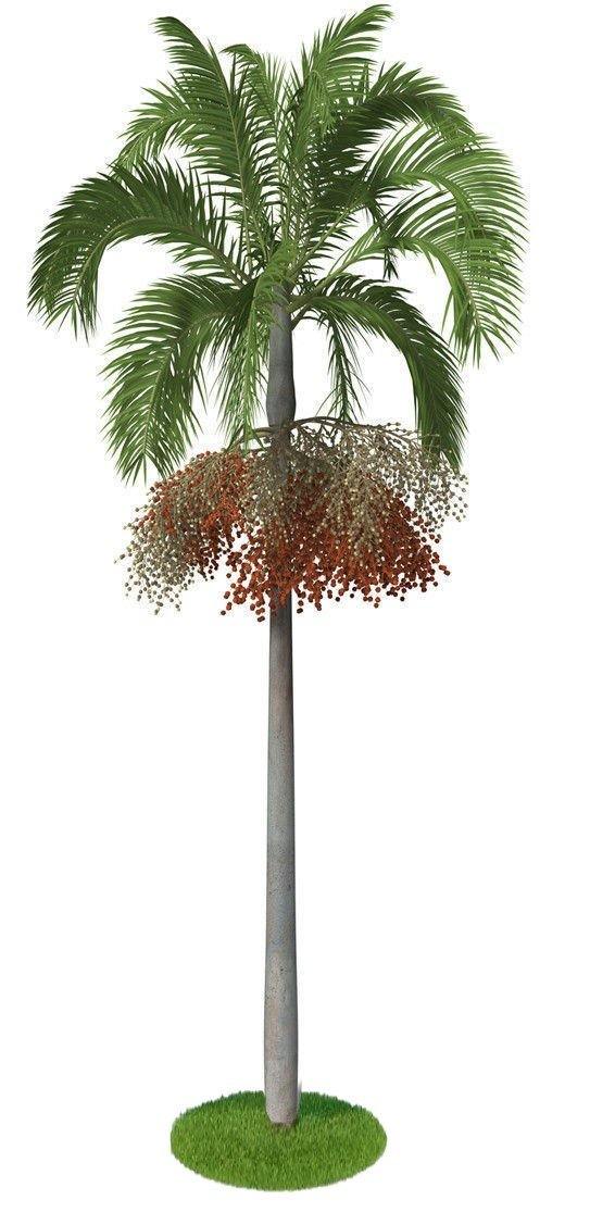 Carpentaria Palm, Carpentaria Acuminata - Image 4