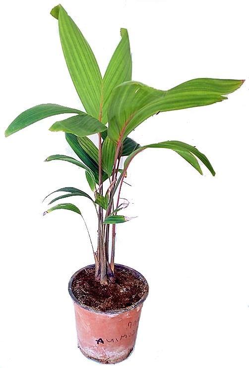 Carpentaria Palm, Carpentaria Acuminata - Image 5
