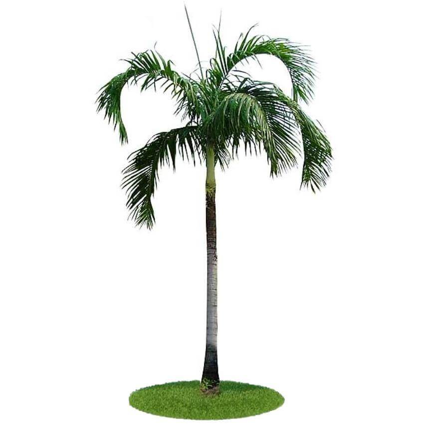 Carpentaria Palm, Carpentaria Acuminata - Image 6