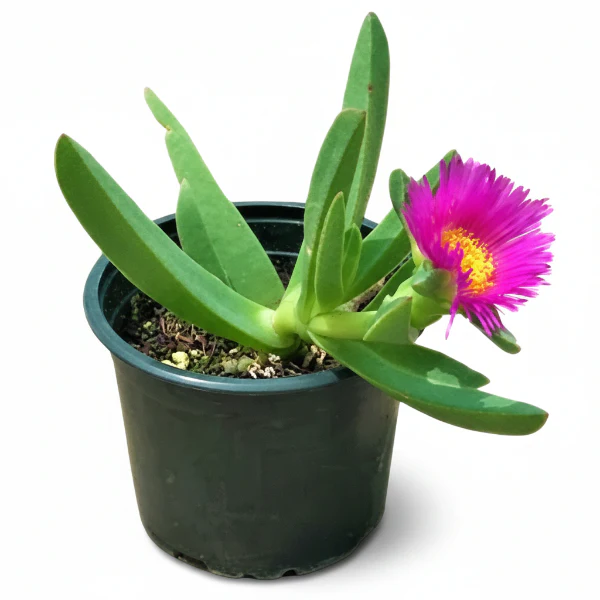 Carpobrotus Edulis, Ice Plant (small)