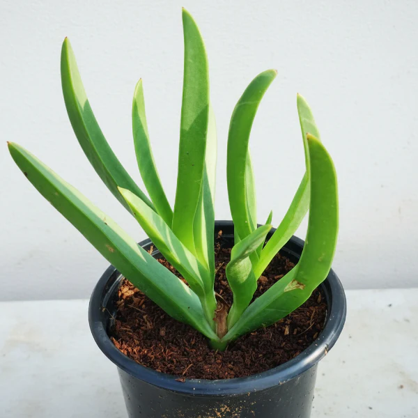 Carpobrotus Edulis, Ice Plant (small) - Image 2