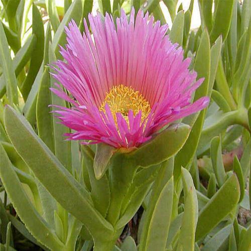 Carpobrotus Edulis, Ice Plant (small) - Image 3