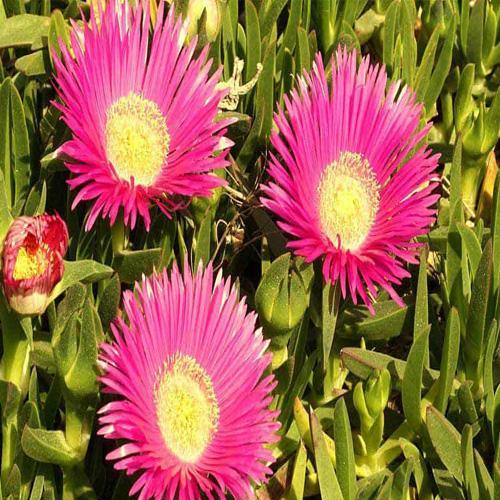 Carpobrotus Edulis, Ice Plant (small) - Image 4