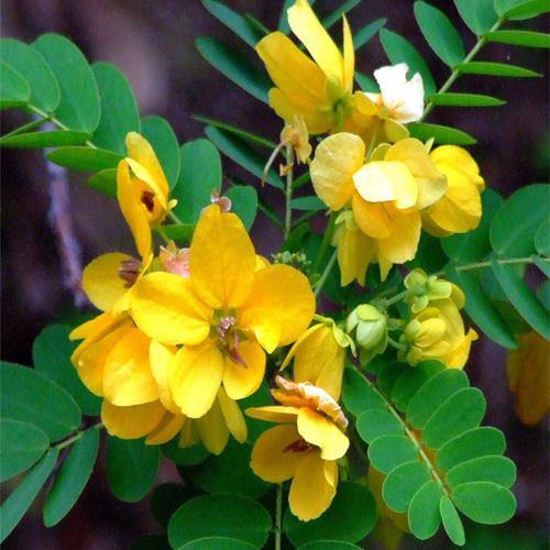Cassia Surattensis, Scrambled Egg Plant, Sunshine tree - Image 2