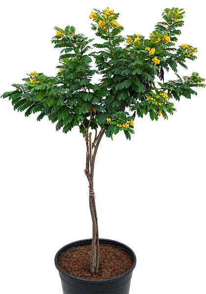 Cassia Surattensis, Scrambled Egg Plant, Sunshine tree - Image 3