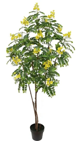 Cassia Surattensis, Scrambled Egg Plant, Sunshine tree - Image 4