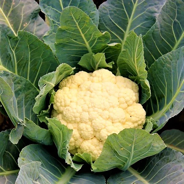 Cauliflower Vegetable Plant - Image 2