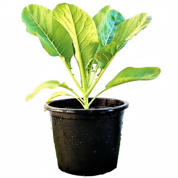 Cauliflower Vegetable Plant - Image 3