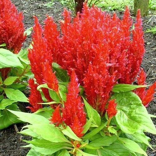 Celosia Plumosa, Silver Cock’s Comb (small) - Image 3
