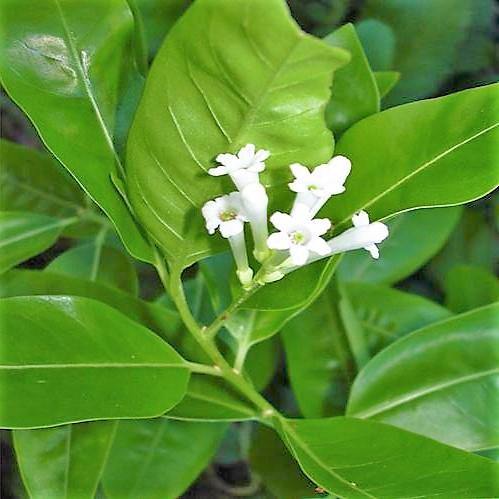 Cestrum Diurnum, Day King - Image 2