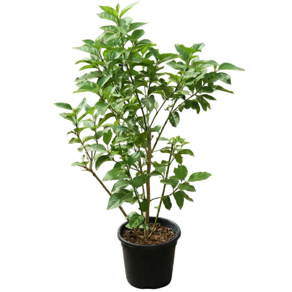 Cestrum Diurnum, Day King - Image 3