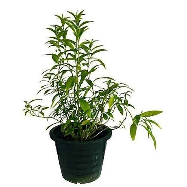 Cestrum Diurnum, Day King - Image 4