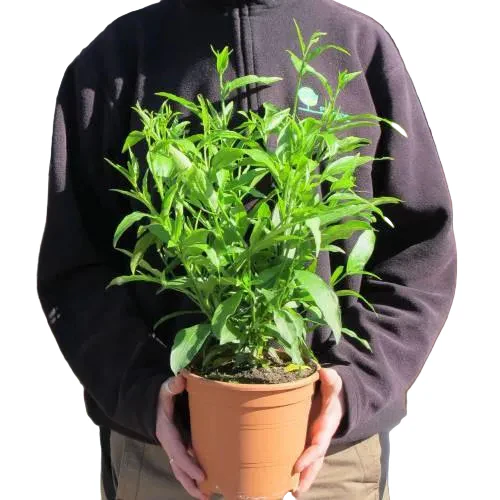 Cestrum Diurnum, Day King - Image 5