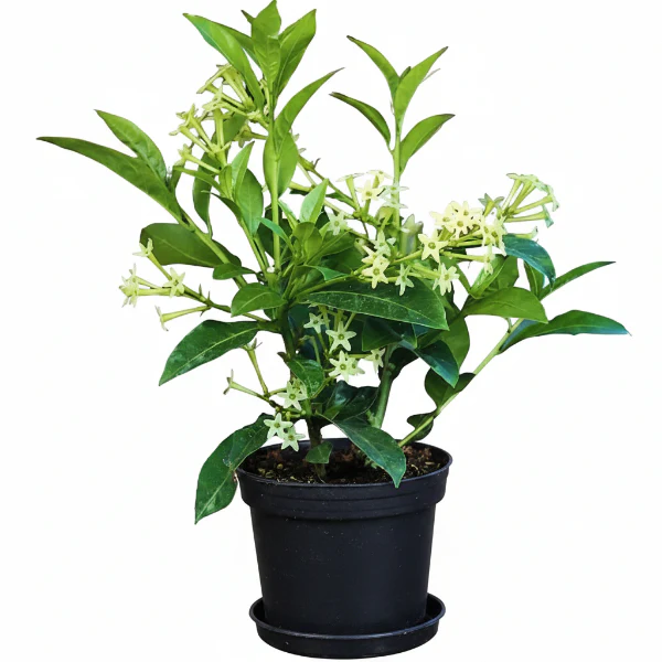 Cestrum nocturnum, Night Queen, Night-blooming jasmine