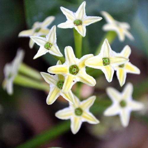 Cestrum nocturnum, Night Queen, Night-blooming jasmine - Image 2
