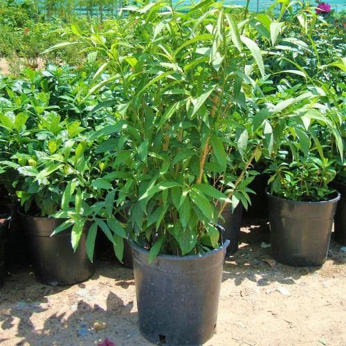 Cestrum nocturnum, Night Queen, Night-blooming jasmine - Image 3
