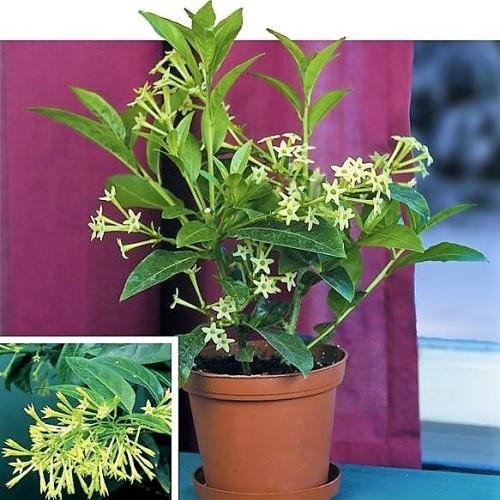 Cestrum nocturnum, Night Queen, Night-blooming jasmine - Image 4