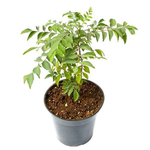 Cestrum nocturnum, Night Queen, Night-blooming jasmine - Image 5