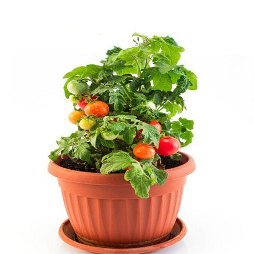 Cherry Tomato Plant - Image 3