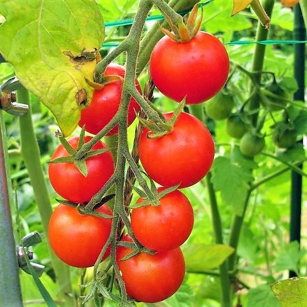 Cherry Tomato Plant - Image 4