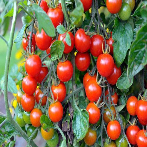 Cherry Tomato Plant - Image 5