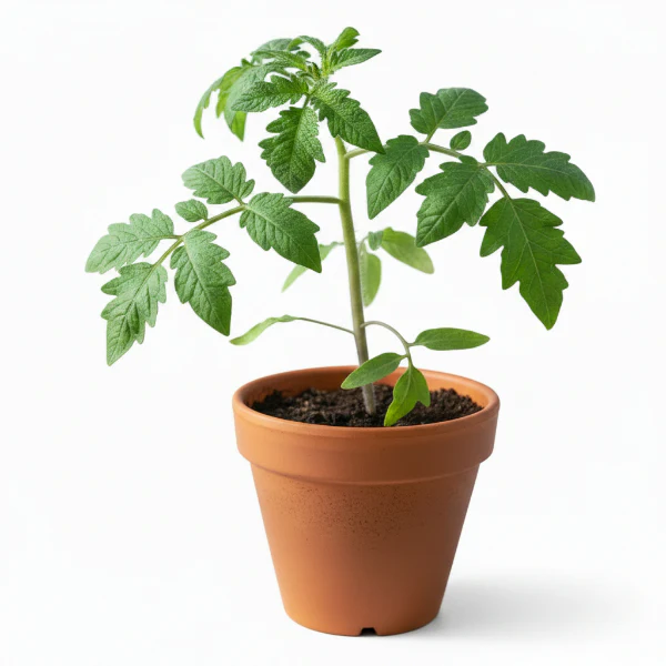 Cherry Tomato Plant - Image 7